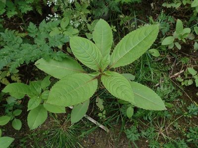Impatiens glandulifera, photographed by Daniel Cahen