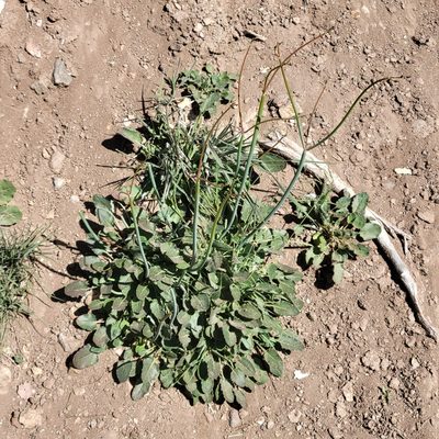 Eriogonum nudum, photographed by Dan Horowitz