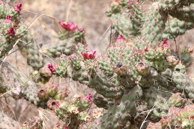 Cylindropuntia prolifera, photographed by Millie Basden
