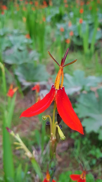 Tigridia orthantha, photographed by Eugenio Padilla