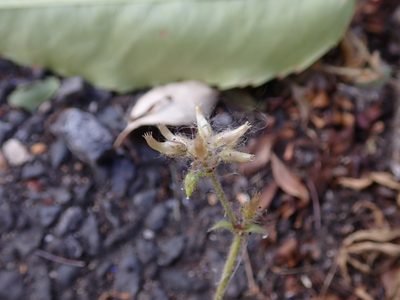 Cerastium glomeratum, photographed by Daniel Cahen