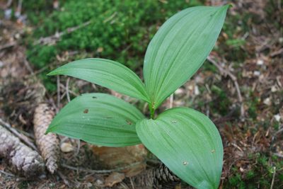 Veratrum album, photographed by David Sandler