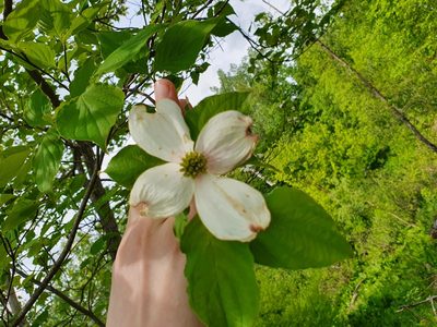 Cornus florida, photographed by Iona