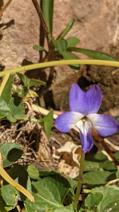 Viola clauseniana, photographed by Darrin Gobble