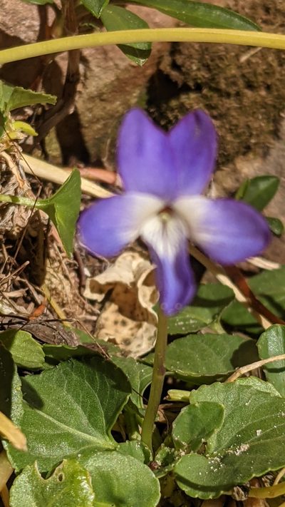 Viola clauseniana, photographed by Darrin Gobble