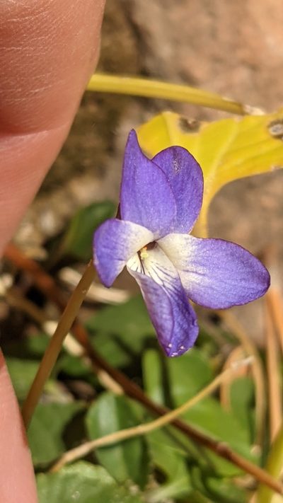 Viola clauseniana, photographed by Darrin Gobble