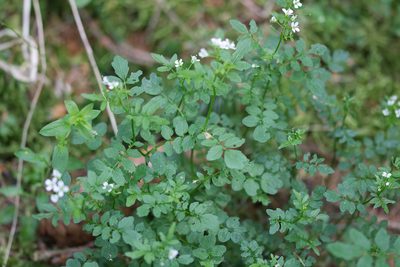 Cardamine flexuosa, photographed by David Sandler