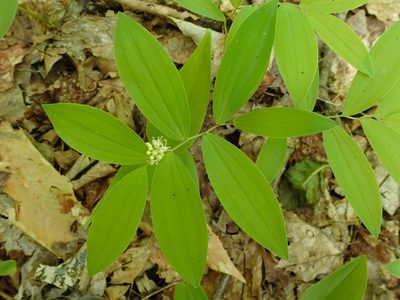 Uvularia sessilifolia, photographed by Stan Rullman