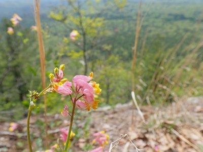 Capnoides sempervirens, photographed by Stan Rullman