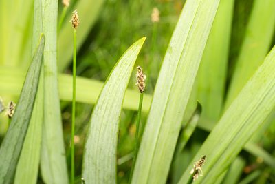 Eleocharis palustris, photographed by Andrew Skotnicki