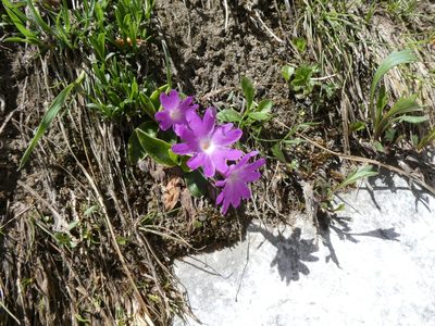Primula clusiana, photographed by Philipp Pavelka