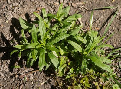 Solidago canadensis, photographed by Anastasia_Surkova