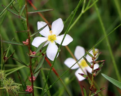 Sabatia campanulata, photographed by Lauren McLaurin