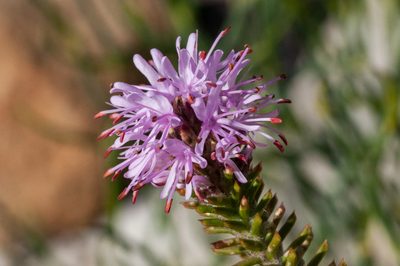 Stilbe ericoides, photographed by magriet b