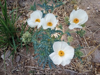 Argemone pleiacantha, photographed by Mike Ostrowski
