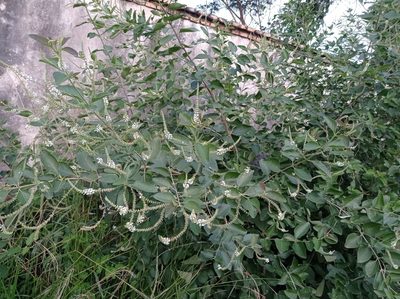 Aloysia virgata