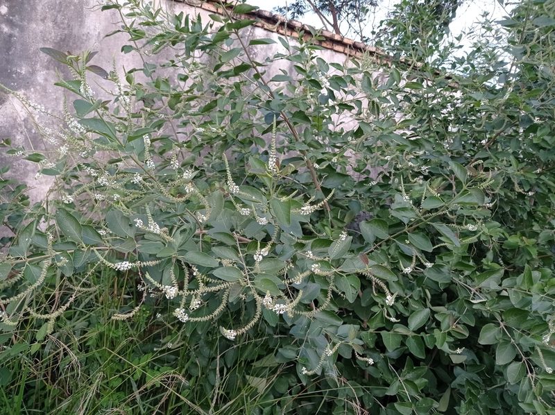 Aloysia virgata, photographed by Luis Recalde