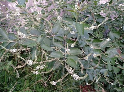 Aloysia virgata, photographed by Luis Recalde