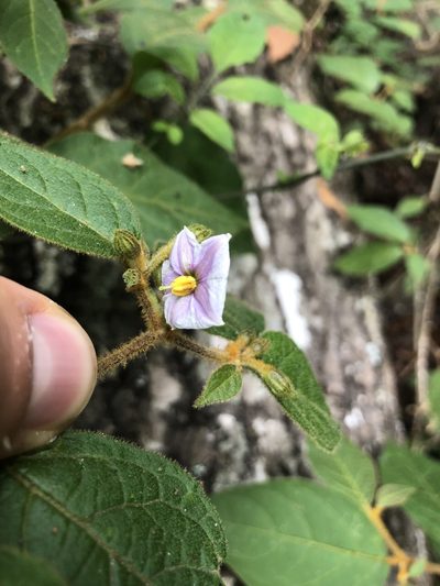 Lycianthes breedlovei, photographed by Skjold Søndergaard