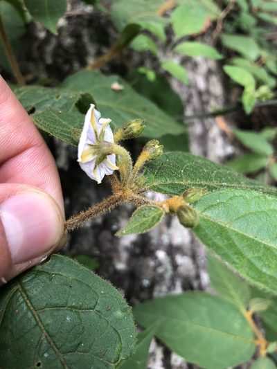 Lycianthes breedlovei, photographed by Skjold Søndergaard