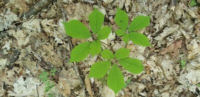 Panax quinquefolius, photographed by Micki Colbeck