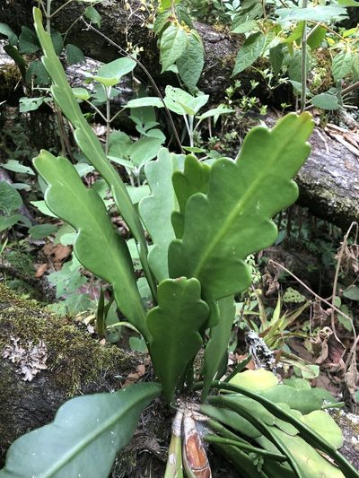 Disocactus crenatus, photographed by Skjold Søndergaard