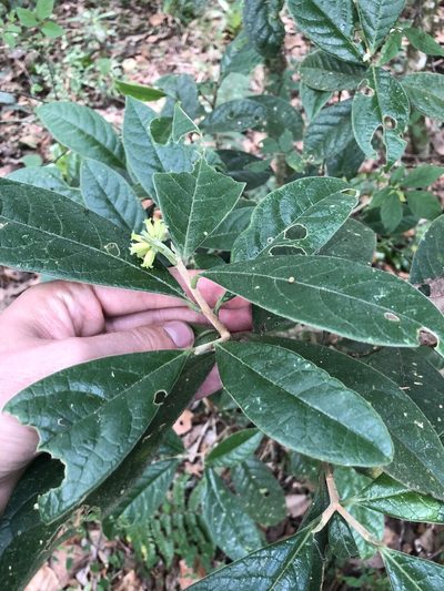Daphnopsis malacophylla, photographed by Skjold Søndergaard