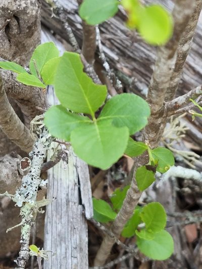 Forestiera reticulata, photographed by Jo Roberts