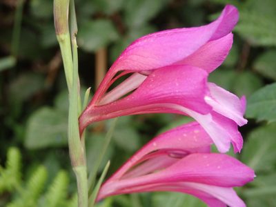 Gladiolus illyricus, photographed by Carminda Santos