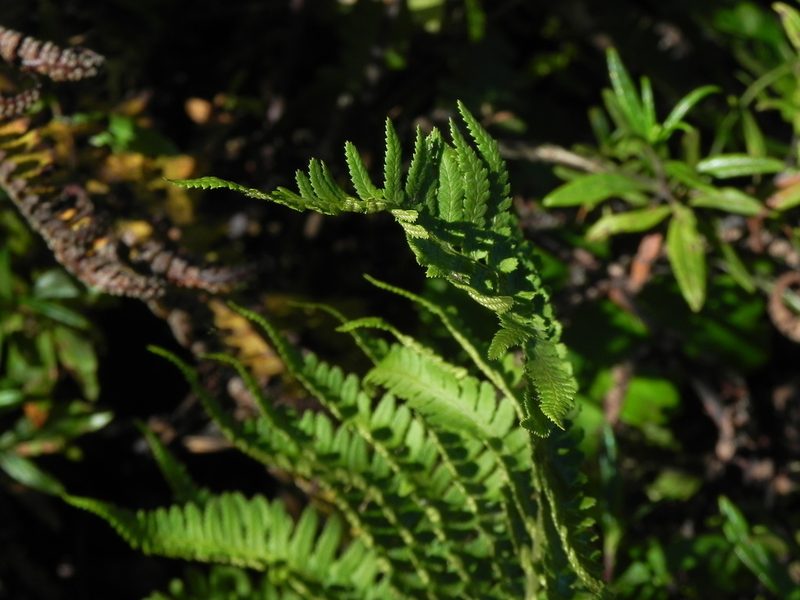 Dryopteris arguta, photographed by James C. Davis