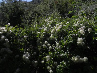 Clematis lasiantha, photographed by James C. Davis