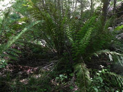 Woodwardia fimbriata, photographed by James C. Davis