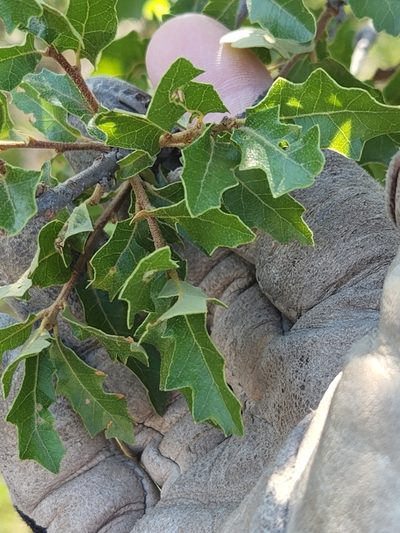 Quercus vaseyana, photographed by Jo Roberts