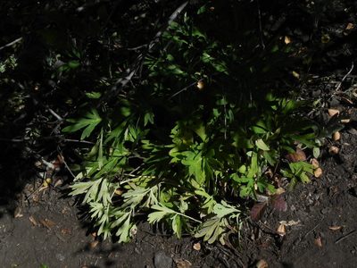 Paeonia californica, photographed by James C. Davis