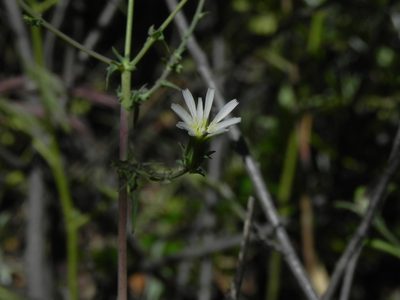 Rafinesquia californica, photographed by James C. Davis