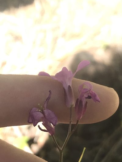 Arabis aculeolata, photographed by Daniel Kennedy