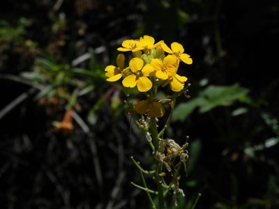 Erysimum capitatum, photographed by James C. Davis