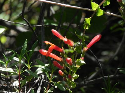 Keckiella cordifolia, photographed by James C. Davis