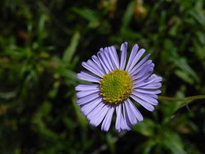 Erigeron foliosus, photographed by James C. Davis