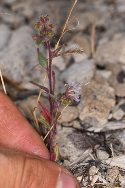 Phacelia purpusii, photographed by Trevor Van Loon