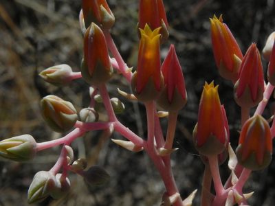 Dudleya lanceolata, photographed by James C. Davis