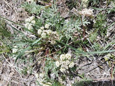 Cymopterus glomeratus, photographed by John Gaskin