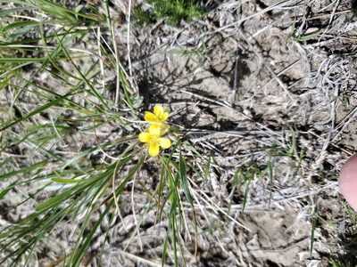 Physaria arenosa, photographed by John Gaskin