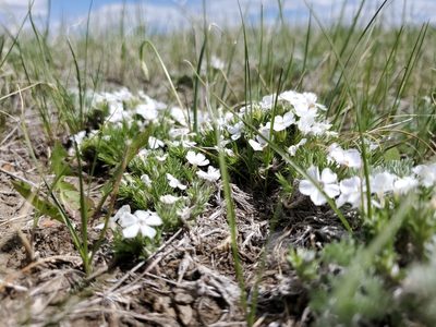 Phlox hoodii, photographed by John Gaskin