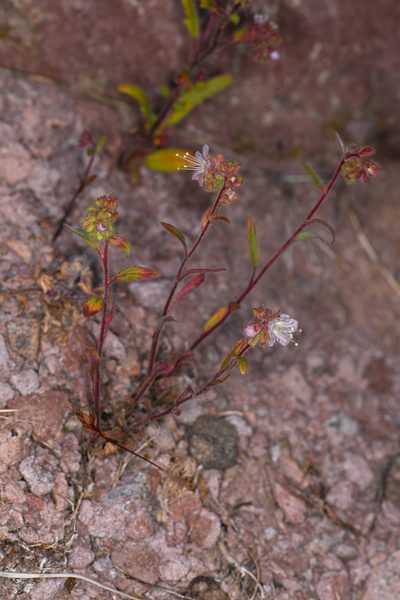 Phacelia purpusii, photographed by Trevor Van Loon