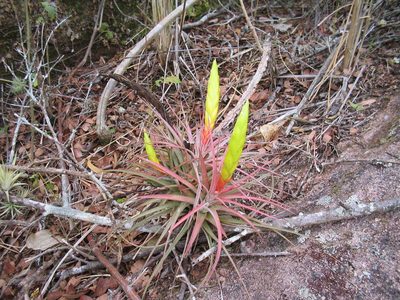 Tillandsia concolor, photographed by Neptalí Ramírez Marcial