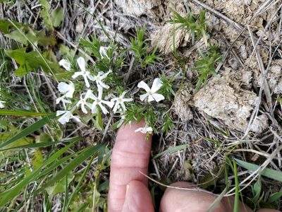 Phlox hoodii, photographed by John Gaskin
