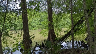 Taxodium distichum, photographed by Joseph Aubert