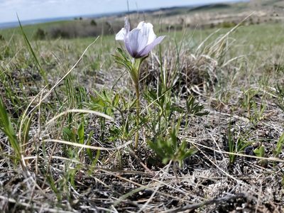 Pulsatilla nuttalliana, photographed by John Gaskin