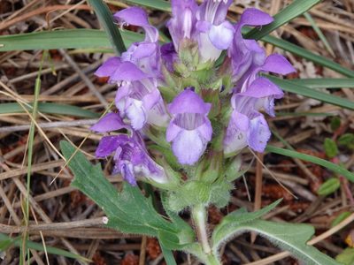 Prunella grandiflora, photographed by Carminda Santos